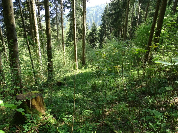 20230527_hinterbrenden_09c.jpg