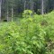wf_grotzawald_23_3.jpg