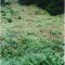 wf_ladir_las-vals_fs-2.1_2000.png