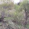 wf_suraua_sorts_fs-1.1_2022.jpg