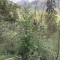 wf_suraua_sorts_fs-5.1_2022.jpg