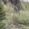 wf_suraua_sorts_fs-6.1_2022.jpg