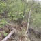 wf_suraua_sorts_fs-6.2_2022.jpg