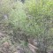 wf_suraua_sorts_fs-7.1_2022.jpg