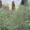 wf_suraua_sorts_fs-7.2_2022.jpg
