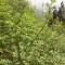wf_suraua_sorts_fs-7.3_2022.jpg