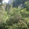 wf_suraua_sorts_fs-2.2_2012.jpg