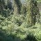 wf_suraua_sorts_fs-5.1_2012.jpg
