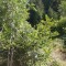 wf_suraua_sorts_fs-7.1_2012.jpg