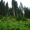 wf_ladir_con-da-cauras_fs-2.3_2005.jpg