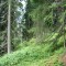 wf_ladir_con-da-cauras_fs-3.1_2005.jpg