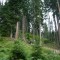 wf_ladir_con-da-cauras_fs-5.1_2005.jpg