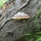 sass-grand_bever_-(4).jpg