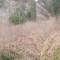 wf_suraua_sorts_fs-2.1_2016.jpg