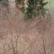 wf_suraua_sorts_fs-7.2_2016.jpg
