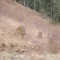 wf_suraua_sorts_fs-7.3_2016.jpg