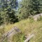 wf_versam_birchegga_fs-2.1_2023.jpg