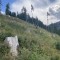 wf_versam_birchegga_fs-4.2_2023.jpg