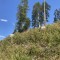 wf_versam_birchegga_fs-5.6_2023.jpg
