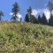 wf_versam_birchegga_fs-5.7_2023.jpg