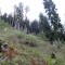 wf_chafuorns_fst_1_nr_06.jpg