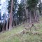 wf_chafuorns_fst_2_nr_12.jpg