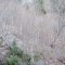 wf_suraua_sorts_fs-1.1_2018.jpg
