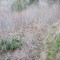 wf_suraua_sorts_fs-2.1_2018.jpg
