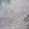 wf_suraua_sorts_fs-2.2_2018.jpg