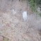 wf_suraua_sorts_fs-6.1_2018.jpg