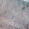 wf_suraua_sorts_fs-6.2_2018.jpg