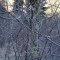 wf_suraua_sorts_fs-7.2_2018.jpg