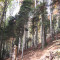 20071010_haselwald_f3_014.jpg