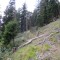 wf_bos-chagrischa_fst_1_nr_03.jpg