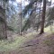 wf_bos-chagrischa_fst_2_nr_10.jpg