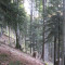 20121004_haselwald_f01_be_03.jpg
