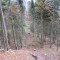 talwald16.10.08_19neu.jpg