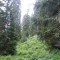 wf_ladir_con-da-cauras_fs-1.1_2013.jpg