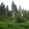 wf_ladir_con-da-cauras_fs-2.3_2013.jpg