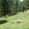 resgia_bever_-(1).jpg