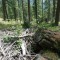 resgia_bever_-(5).jpg