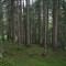20090706_nuewenalpwald_f4_be_02.jpg