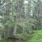 20090706_nuewenalpwald_f5_be_06.jpg
