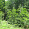 20100701_guberwald_f5_be_02.jpg