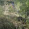 wf_suraua_sorts_fs-1.1_2009.jpg