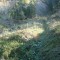 wf_suraua_sorts_fs-2.1_2009.jpg