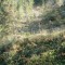 wf_suraua_sorts_fs-2.2_2009.jpg
