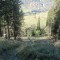 wf_suraua_sorts_fs-3.2_2009.jpg