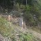 wf_suraua_sorts_fs-6.1_2009.jpg