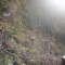 wf_suraua_sorts_fs-6.2_2009.jpg